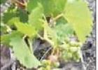 QVINES, LLC HAS GRAPES!