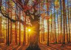 6 tips for taking stunning nature photos