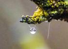 Local Council Grove photographer KJ Grimmett was walking the connecting path at the disc golf area in Kanza View Park at the federal reservoir when she was drawn to this water droplet by its necklace-like beauty and the way it held the detail of the lands Through Your Eyes