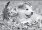 Pet Talk: Improving Animal Welfare Through Spays, Neuters