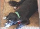 Apache ~ Nearly 22 Years of Companionship