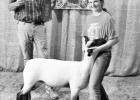 Morris County Fair Sheep Show Results