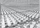 TENS OF THOUSANDS OF PLANTS -- In June 2024, the above photo was taken of mum plants as they were being grown for the fall season.