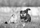 What pet owners should know about heartworm