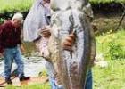 Plan A Trip To Kansas If You Want To Catch A Big Flathead