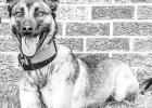 Rotary Club Hears Details About K-9 Kimber