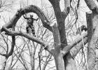 Jesse Masters is pictured in the middle of an American Elm that was being cut down. It was the first tree he cut down and one he practiced climbing in for hours before the cutting process began. Jesse Masters is pictured in the middle of an American Elm that was being cut down. It was the first tree he cut down and one he practiced climbing in for hours before the cutting process began.