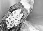 ONE TOUGH EAGLE