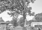 LOCAL TREES SUFFERED